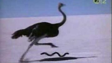 Talk Talk – It’s My Life