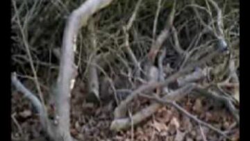 Amy MacDonald – Run