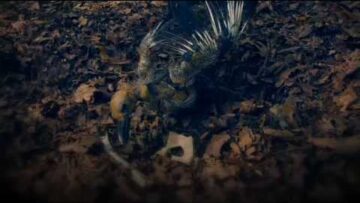 Graham Coxon – Dead Bees