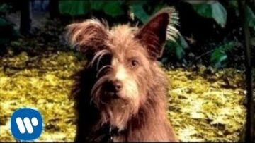 Josephine Collective – Living