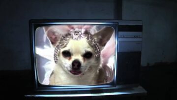 Marracash – Cani pazzi