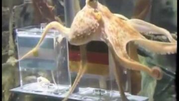 Parry Gripp – Paul The Octopus