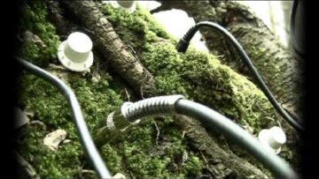 Celtic Rasta – Good Vibes