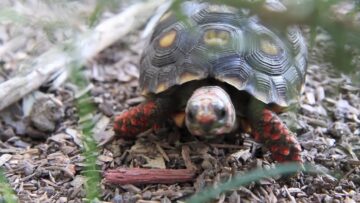 Parry Gripp – Turtle