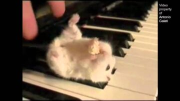 Parry Gripp – Hamster On A Piano (Eating Popcorn)