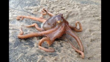 Parry Gripp – Little Octopus Climbing Over Rock