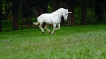 Yip Deceiver – Get Strict