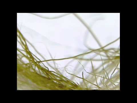 Antony and the Johnsons – Future Feminism