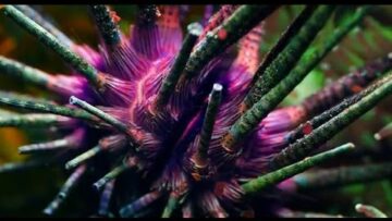 Washed Out – Don’t Give Up