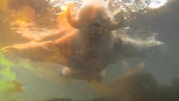 CocoRosie – After The Afterlife