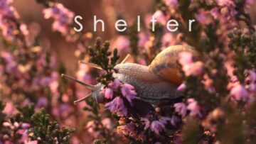 Participant – Shelter