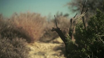 Gold Zebra – Apart Again