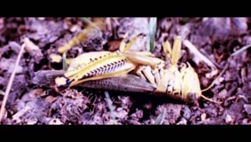 Anda Volley – Butterfly Melt