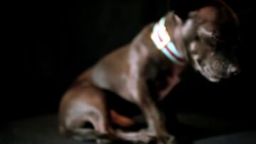 They Might Be Giants – Glean