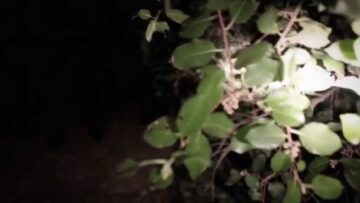 They Might Be Giants – Aaa