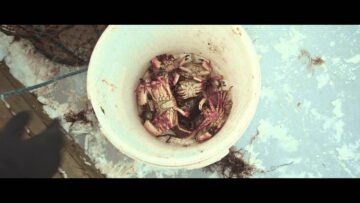 BOMBUS – Deadweight