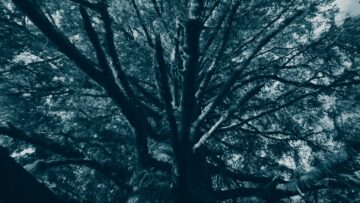 Peter Broderick – Up Niek Mountain