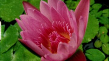 Young Guv – Every Flower I See