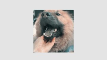 Jaguar Sun – Boris