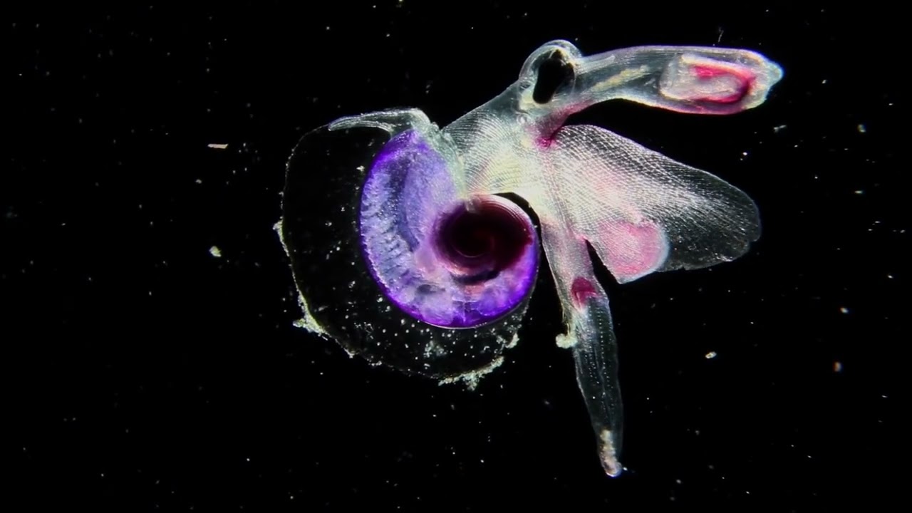 ANOHNI – Manta Ray