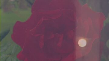 LAURA GROVES – DEEP BLUE