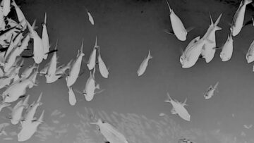 Marissa Nadler – The Great Below